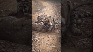 दो भाई, दोनों तबाही। Tiger attack #tiger #shorts #wildlife