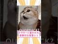 ドクターに言われた衝撃的な言葉11 #猫 #猫のいる暮らし #猫動画 #ねこ #可愛い #ペット #かわいい #2ch