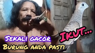 Pemikat yang sudah diakui dunia