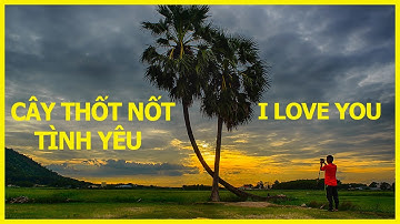 CÂY THỐT NỐT TÌNH YÊU Tây Ninh Địa Điểm Check In Sống Ảo Siêu Đẹp Không Thể Bỏ Qua