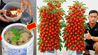 Grow Tomatoes in Buckets Using Kitchen Waste – Huge Harvest!