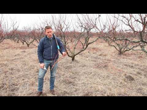 ატმის  ბაღების  გასხვლა-ფორმირება