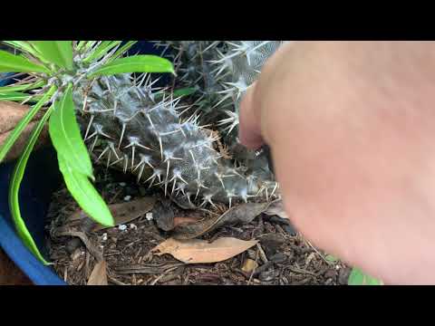 Propagating Madagascar Palms