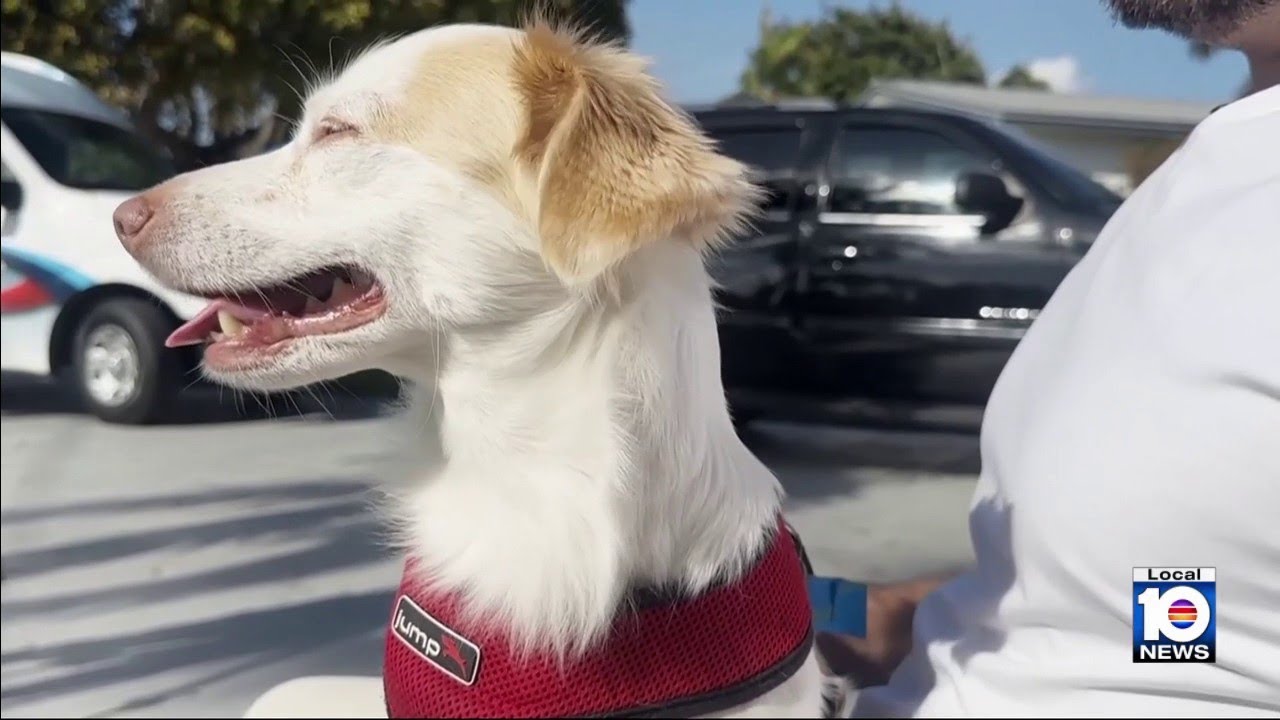 Good Samaritan rescues dog loose on I-95 after owner was involved in ...