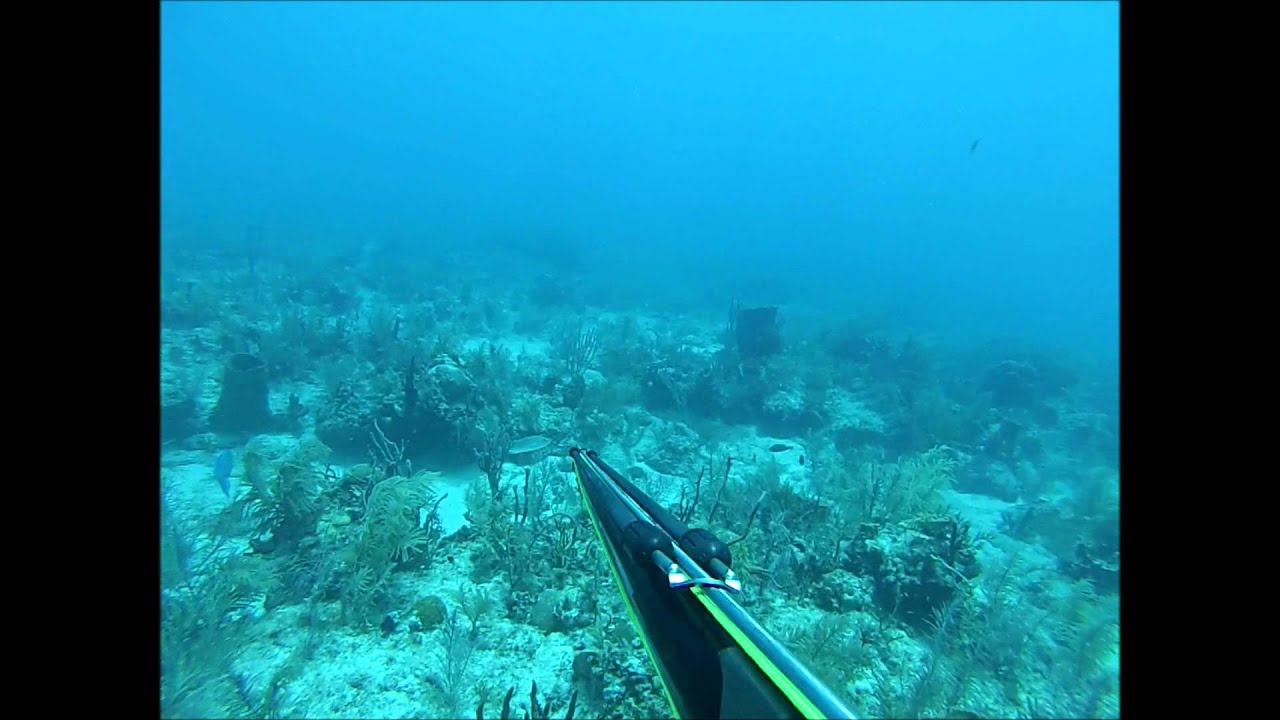Big Pine Key Spearfishing Reef 2014 YouTube