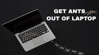 Sound To Get Ants Out Of Laptop (GUARANTEED)