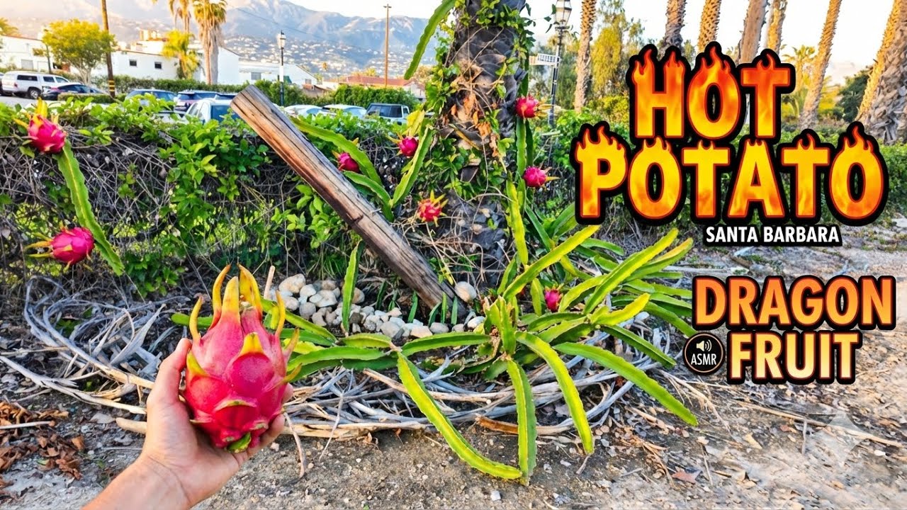 My Secret Guerrilla Dragon Fruit Spot