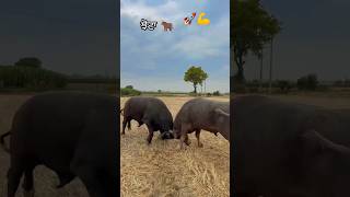 #bull #malwablock#5911#moosewala@DeepPhulwala