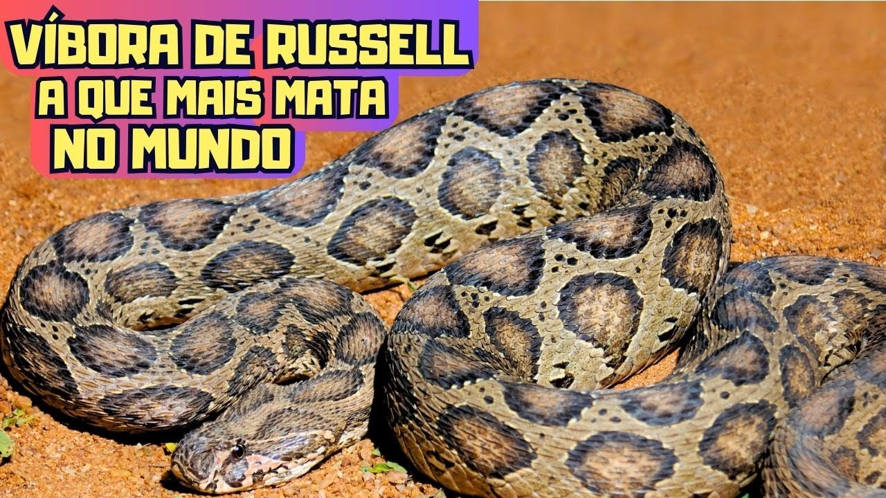 VÍBORA DE RUSSELL [ PICADA MORTAL ] A QUE MAIS MATA NO MUNDO! - YouTube