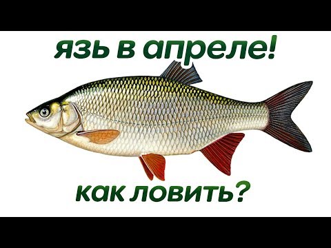 Как на что и где ловить язя в апреле? Секреты ловли язя весной в апреле!