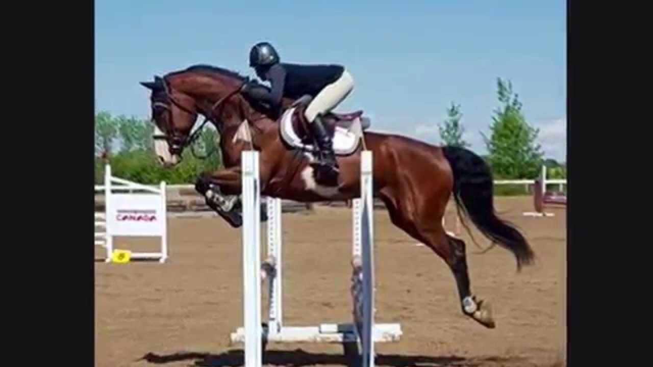 2009 CSHA gelding. 17 hh. Warmblood cross. Hunter/jumper/derby horse