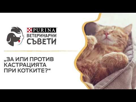Видео: Как работи кастрацията на котки?