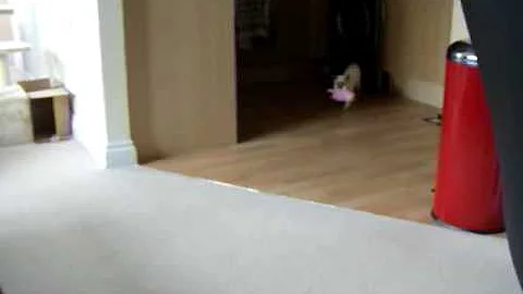 Watch the video about Lilac Point Siamese 'Neo' playing fetch