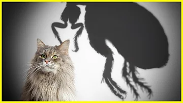 Wie lange halten sich Katzenflöhe auf Menschen?