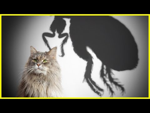Video: Wie Man Flöhe Von Einer Katze Mit Volksheilmitteln Entfernt