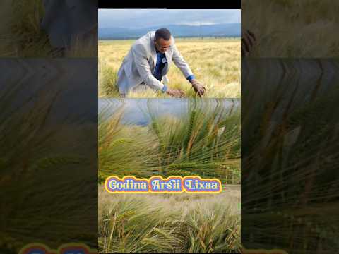 Godina Arsii Lixaa Aanaa Dodolaatti Oomisha Sanyii Garbuu Misoomaa Jiru Oroko Duet Oromo Obntv