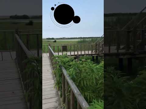 پل چوبی جوکندان طبیعت رویایی Jokandan Wooden Bridge A Dreamy Nature