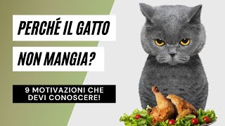 Perché il gatto non mangia? 9 motivazioni che devi assolutamente conoscere!