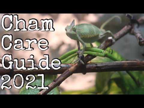 Chameleon Care Guide 2021 [Complete Veiled Chameleon Care]