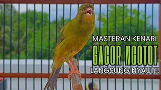 Pancingan Kenari Gacor Ngerol EMOSI DURASI Panjang AMPUH Atasi Kenari Macet Langsung Bunyi & Gacorr