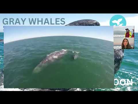 2:27 – 11AM – GRAY WHALES OF THE SAN IGNACIO LAGOON