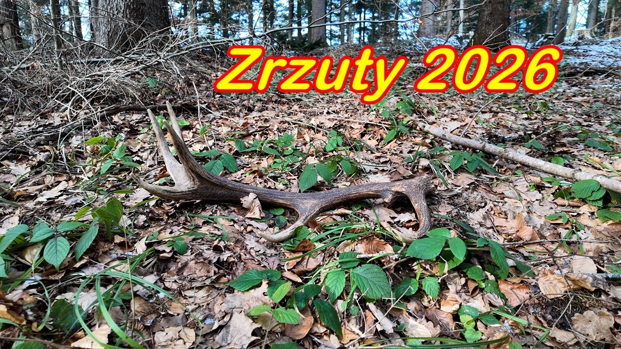 Zrzuty 2026. Ładny czternastak - 2,3 kg