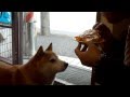 パンが大好き、柴犬ナナ