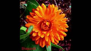 #Reza #Bahram #GoleEshg #sweden #sverige #colorful #Flowers #Winter #Blommor #رضا #بهرام #گل_عشق
