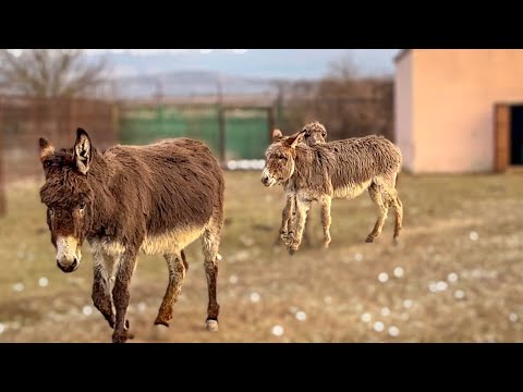 УРА! У херсонского ослика Даши праздник, ей СОЗДАЛИ СЕМЬЮ!