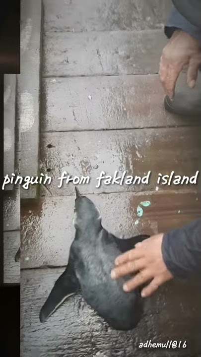 Story WA keren pelaut