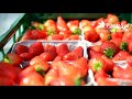 Cultive fresas sanas y fuertes con los productos naturales de PlantoSys.