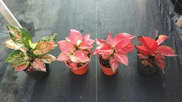 Sự khác biệt giữa các cây ; Vạn lộc thường, vạn lộc đỏ, cây lộc son