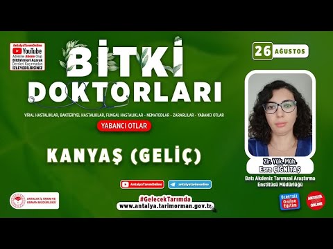 Video: Allelopatik Bitkilər - Allelopatiya Nədir