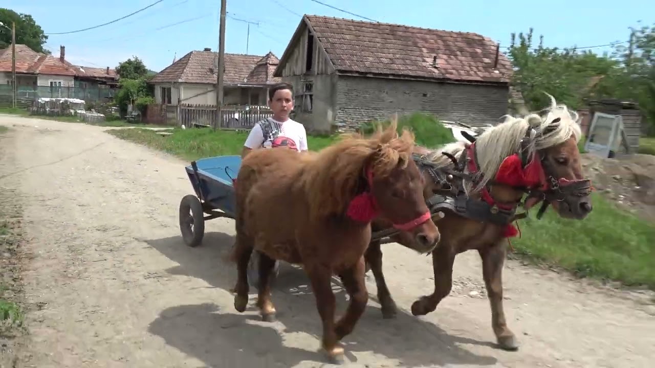 Poneii lui Bobi Boss de la Cisteiu de Mures, Alba - 2025 Nou!!!