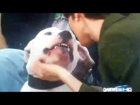 Video: Denvera televīzijas enkura suņa uzbrukums piedāvā nodarbību lasīšanas laikā