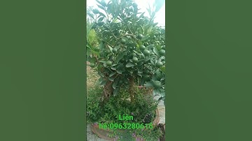 quất mini đẹp,quất tết đẹp 2023