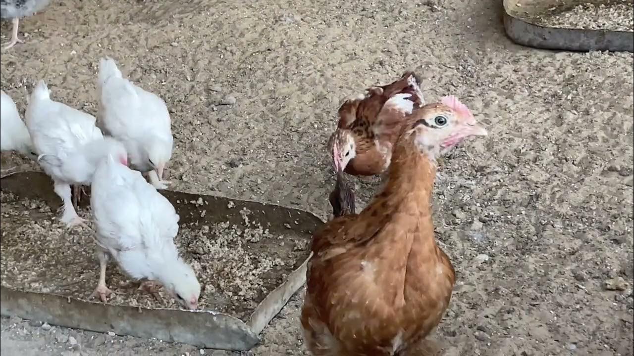 Үлкен емізік лесбиянки порно