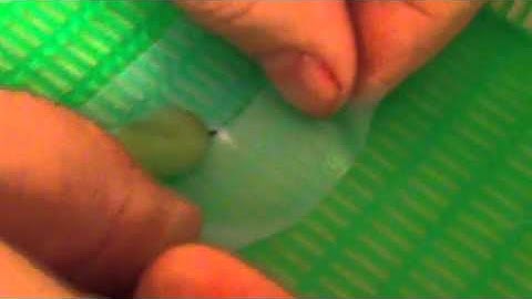 How to Safely Move a Monarch Chrysalis