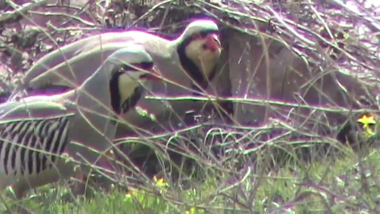 Keklik Avı (Bağlı) - الحجل طائر - куропатка - partridge