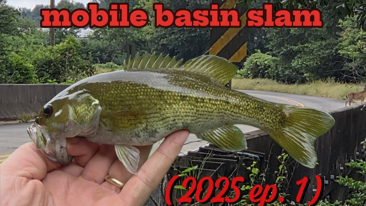 Alabama redeye slam (2025 ep.1 cahaba bass)  