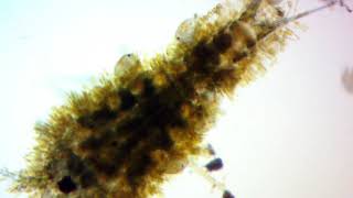 Biofouling and in-water grooming at its best!