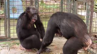 Chimps kept in cramped cages for 17 years play for the first time