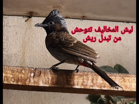 فقرة يوميات ليلية للبلابل بتر ذيل المخاليف بالتخريج شلون تجهز النثيه من جديد للبياض