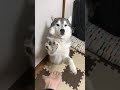 お手の概念をあまり理解してないシベリアンハスキー