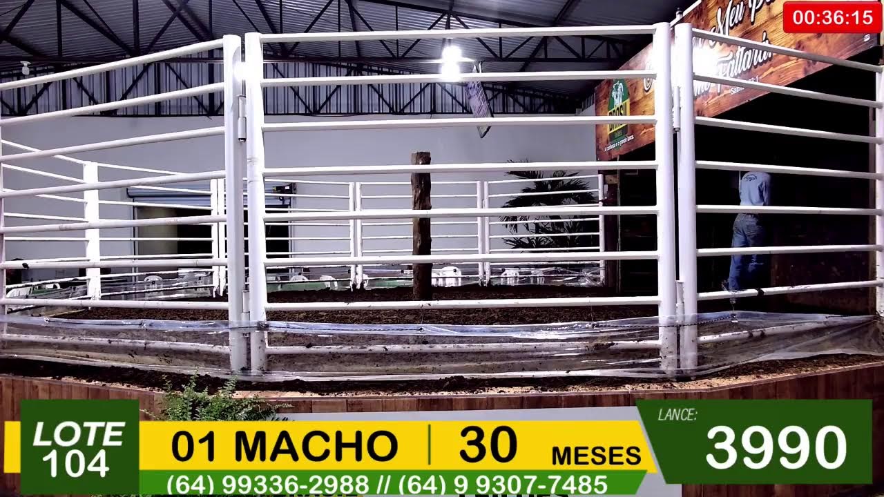 BRASIL LEILÕES - SÃO LUIS DE MONTES BELOS - GO -14/01/2026