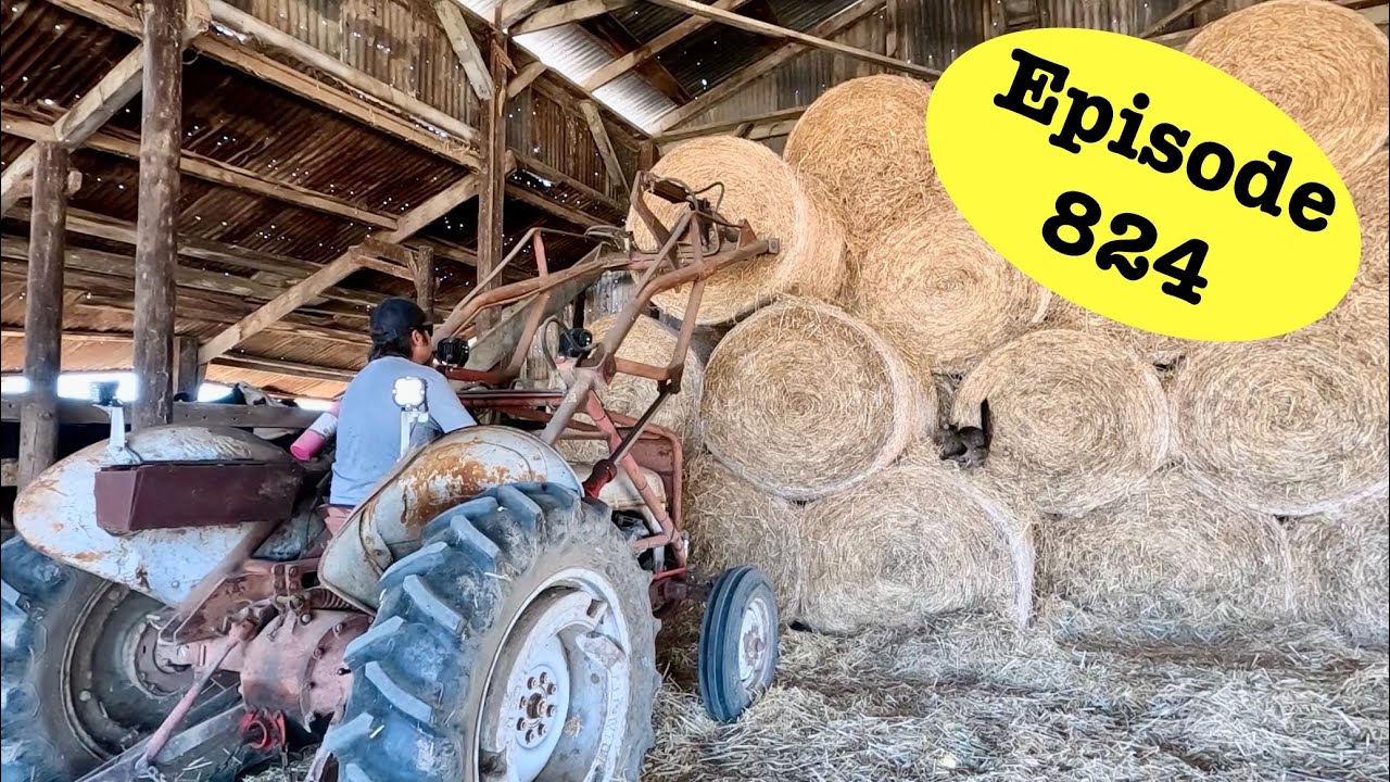 Moving Hay With the Old 8n