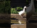 #GooseBirds #WildlifeShorts #YouTubeShorts #BirdLovers #NatureVibes #PetsCareInn #birdsong #birds