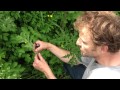 Common hogweed wild food uk