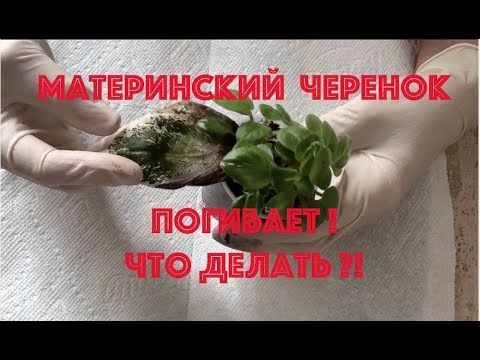 ФИАЛКИ. Материнский черенок