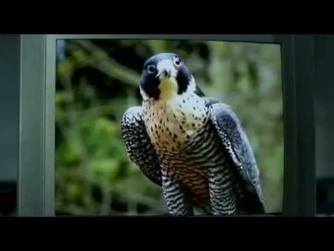 Kolpaçino Bomba   Şahin hapishane sahnesi